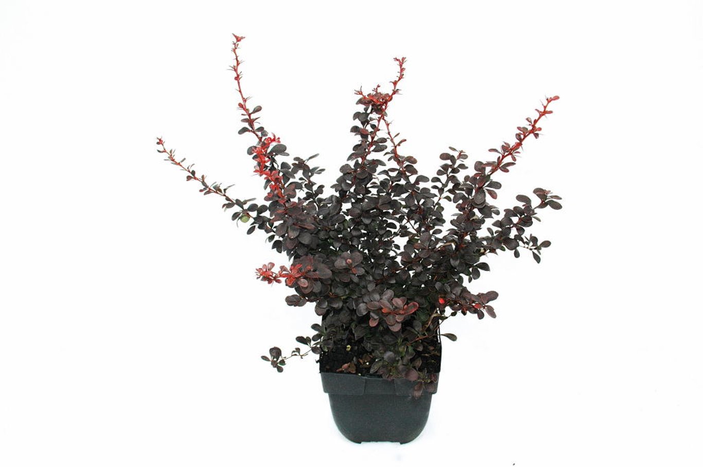 Berberis thunb. 'Dart's Red Lady' - C2